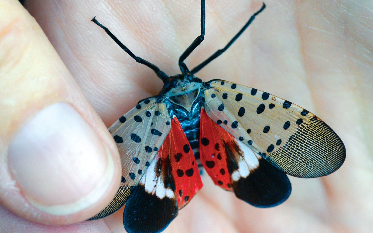 Spotted Lanternfly Updates Feeding, Hosts, Damage and