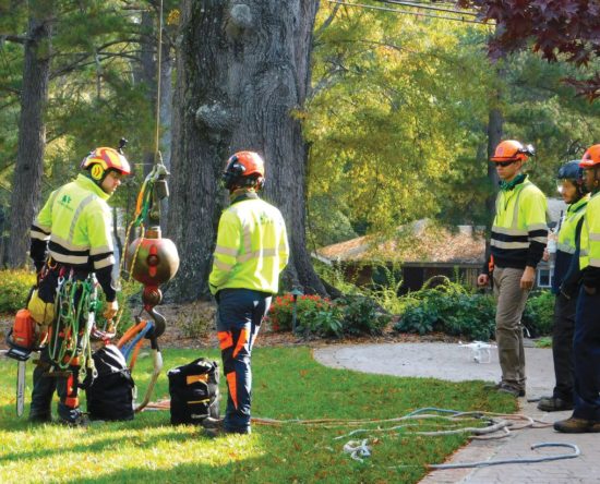 Tree care workers in safety gear