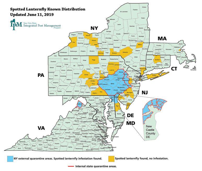 Spotted Lanternfly Updates - Feeding, Hosts, Damage and Controls - Tree ...