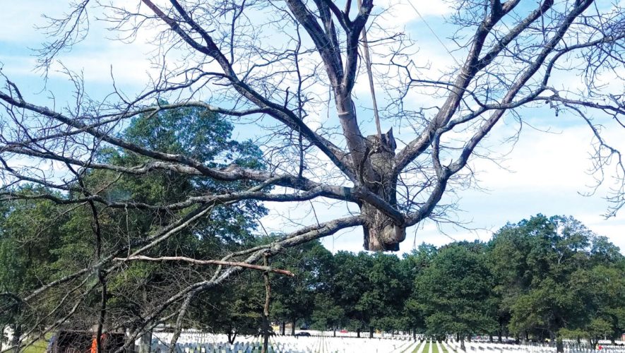Tree removal with a crane