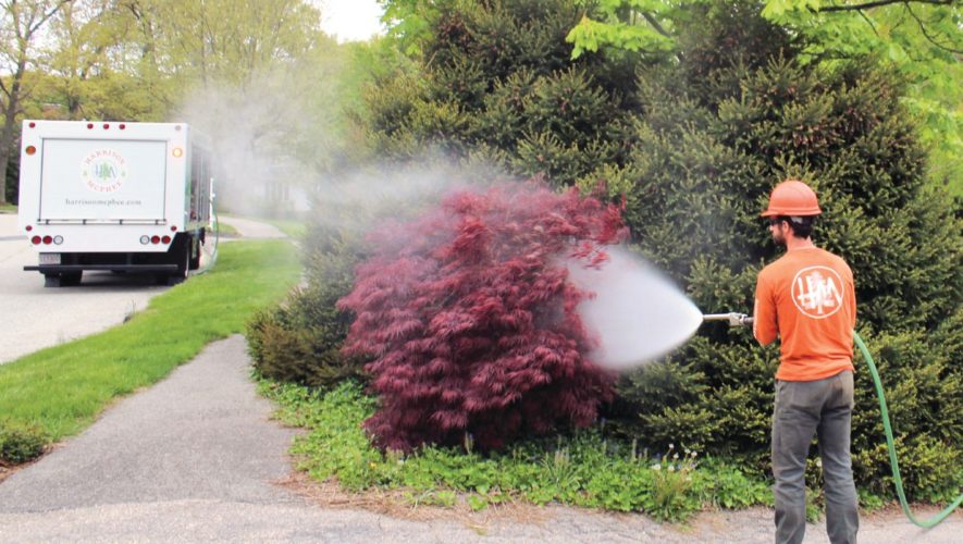 tree care worker spraying plants