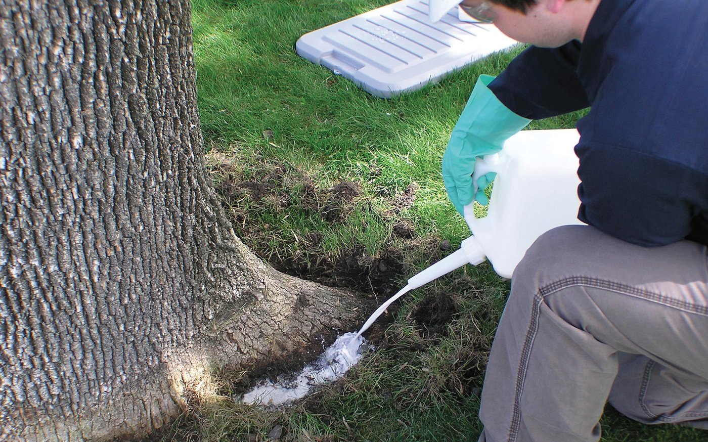 What Can Tree Growth Regulators Do for You? Tree Care Industry Magazine