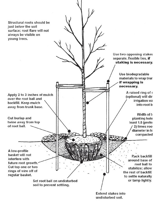 Plant That Tree Righteously! - Tree Care Industry Magazine