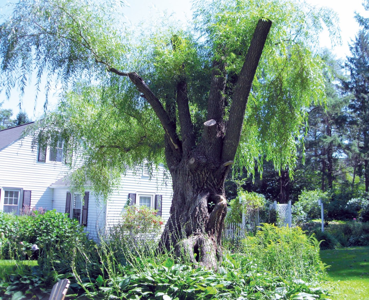 Willow Top: When Is Extreme Pruning OK? - Tree Care Industry Magazine