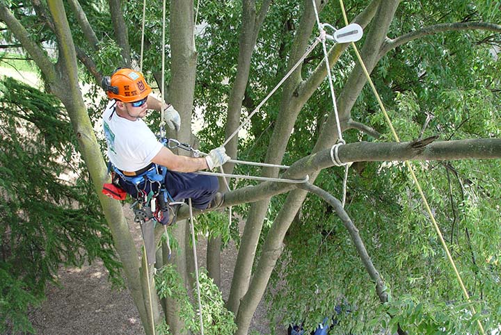 Ins & Outs, Ups & Downs of Rigging Rope - Tree Care Industry Magazine