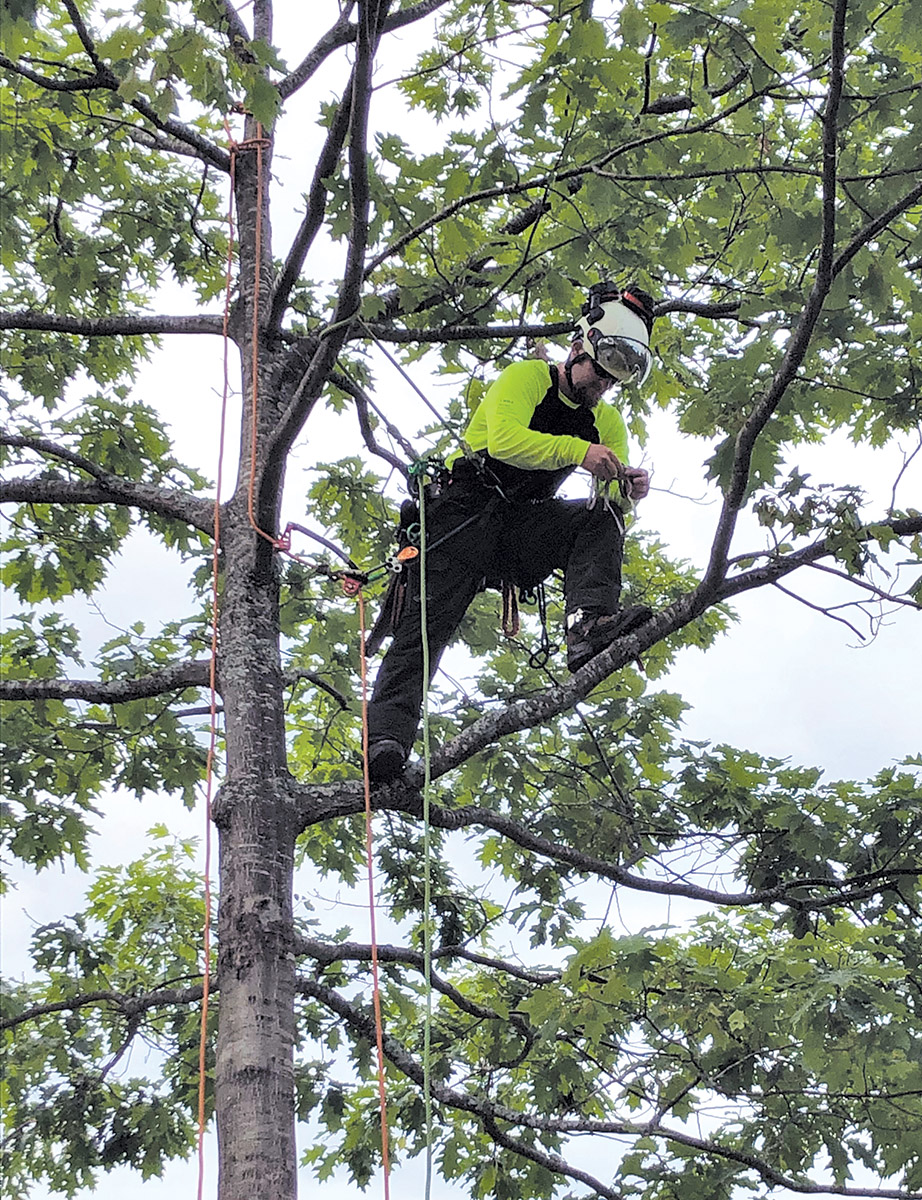 Climber Work Positioning - Tree Care Industry Magazine