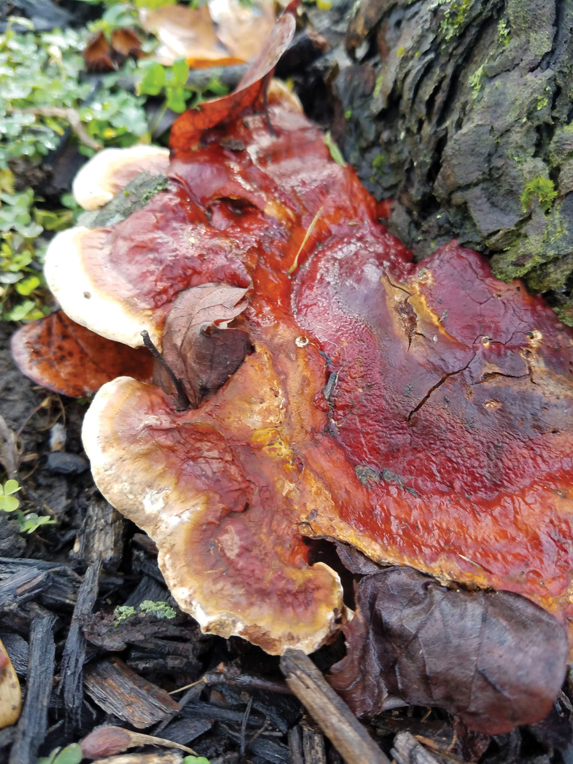 Identifying WoodDecay Fungi Tree Care Industry Magazine