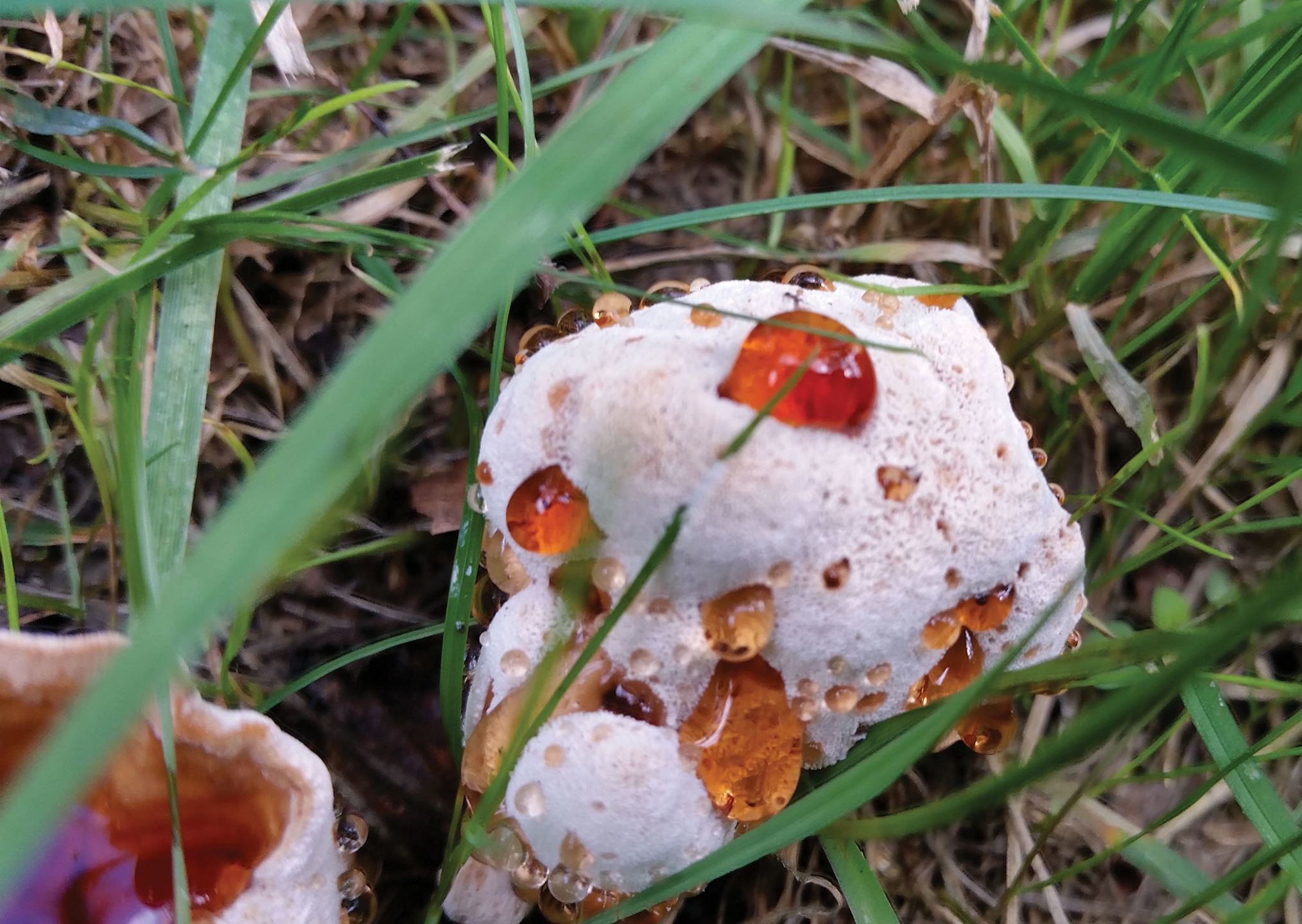 Identifying WoodDecay Fungi Tree Care Industry Magazine