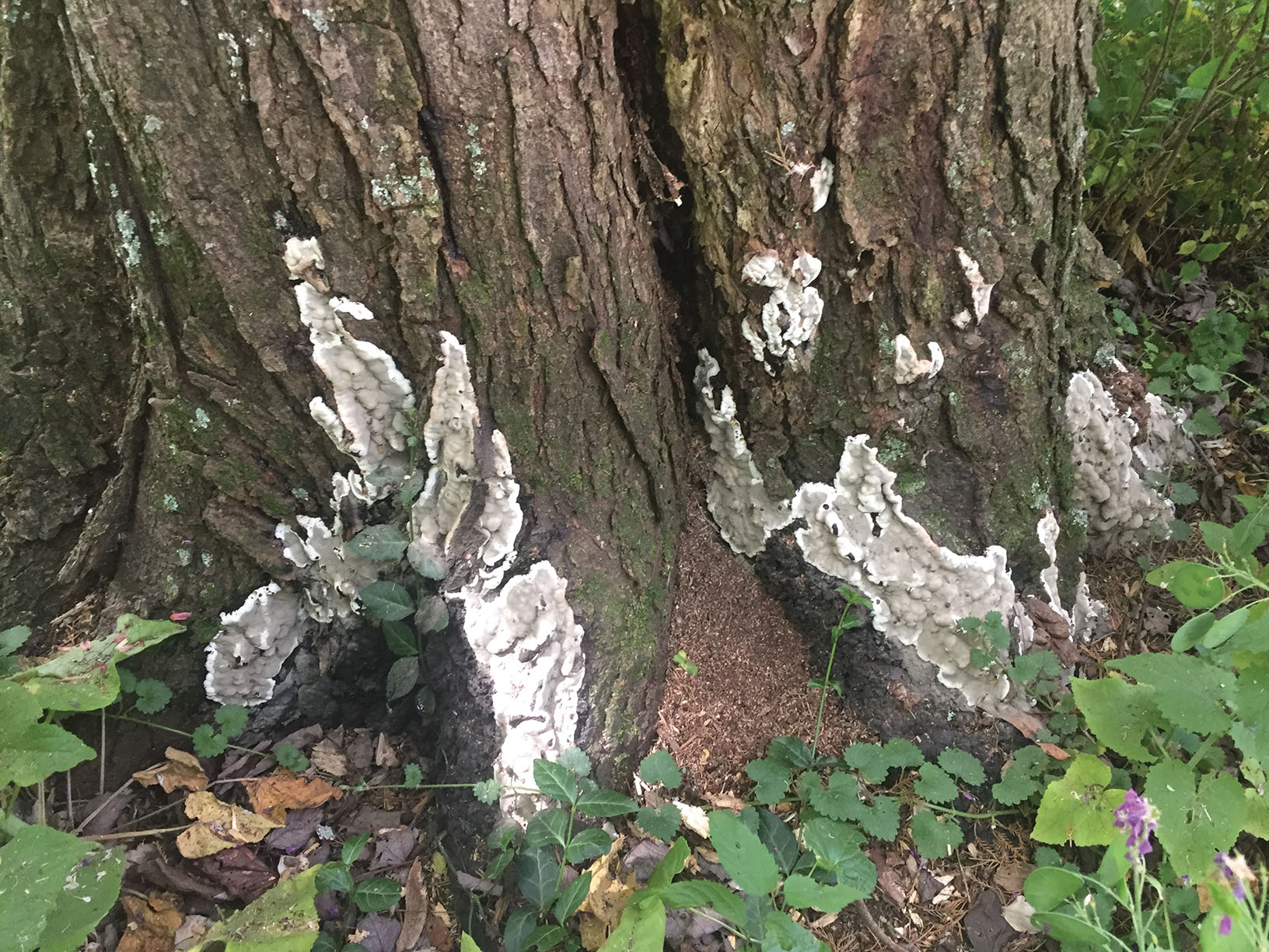 Identifying WoodDecay Fungi Tree Care Industry Magazine