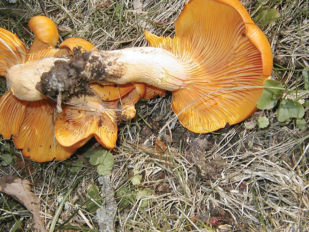 Jack O’ Lantern Fungus: A Trick Pathogen? - Tree Care Industry Magazine