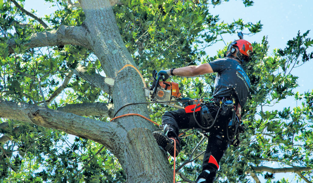 Tips for Your Next Crane Job - Tree Care Industry Magazine