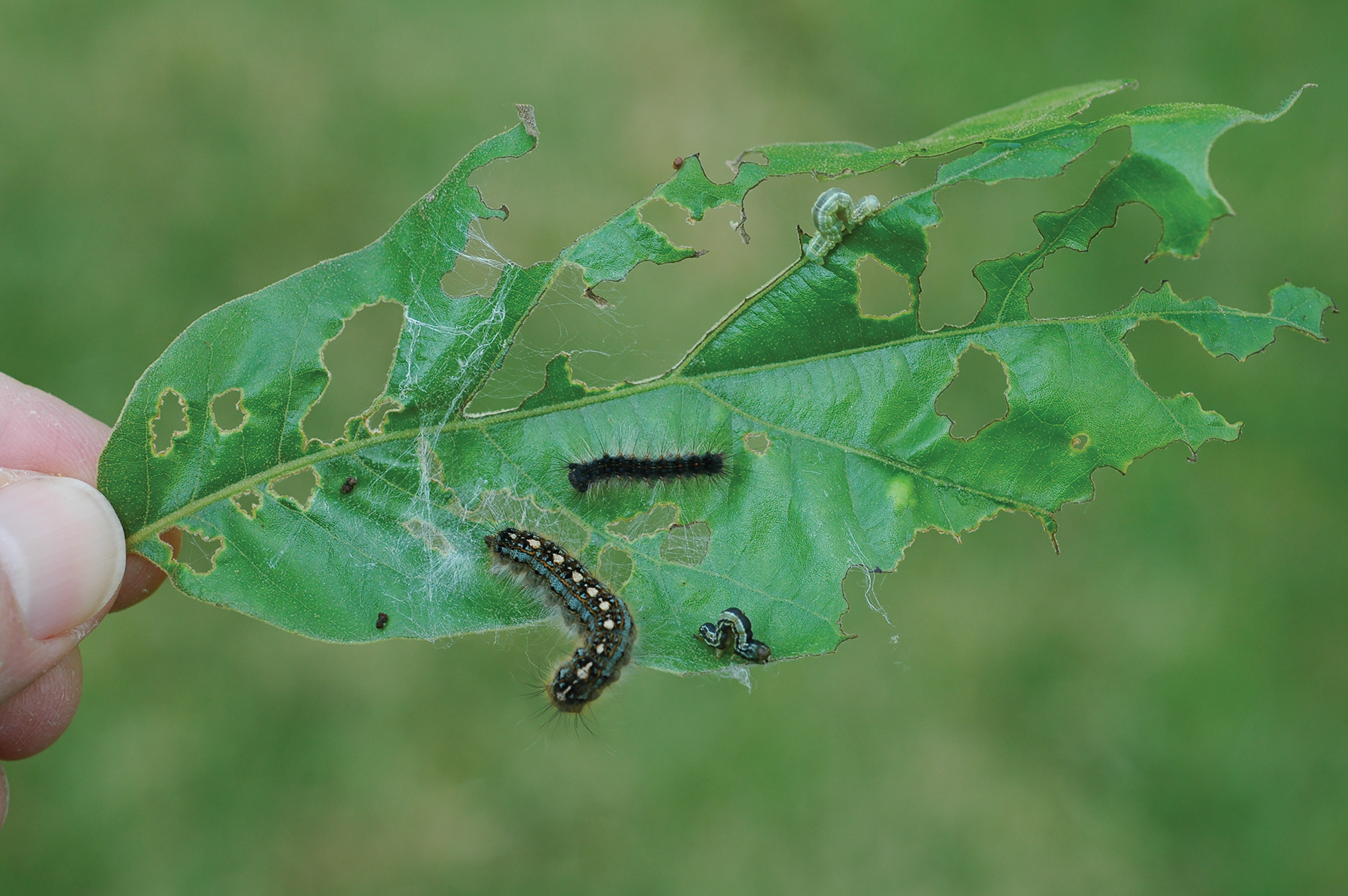 csi-for-bugs-part-2-diagnosing-injury-caused-by-insects-with-chewing