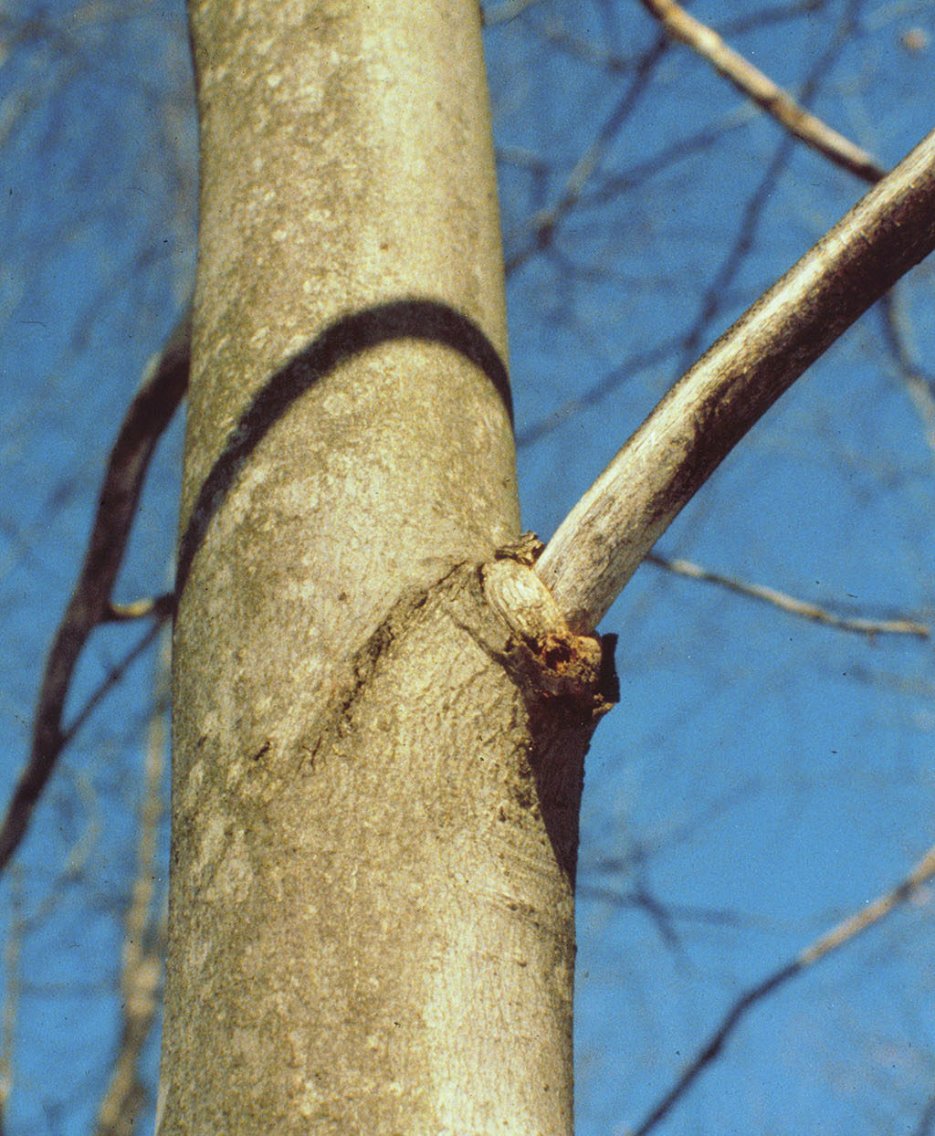 On Removing Deadwood: Part 2 - Tree Care Industry Magazine