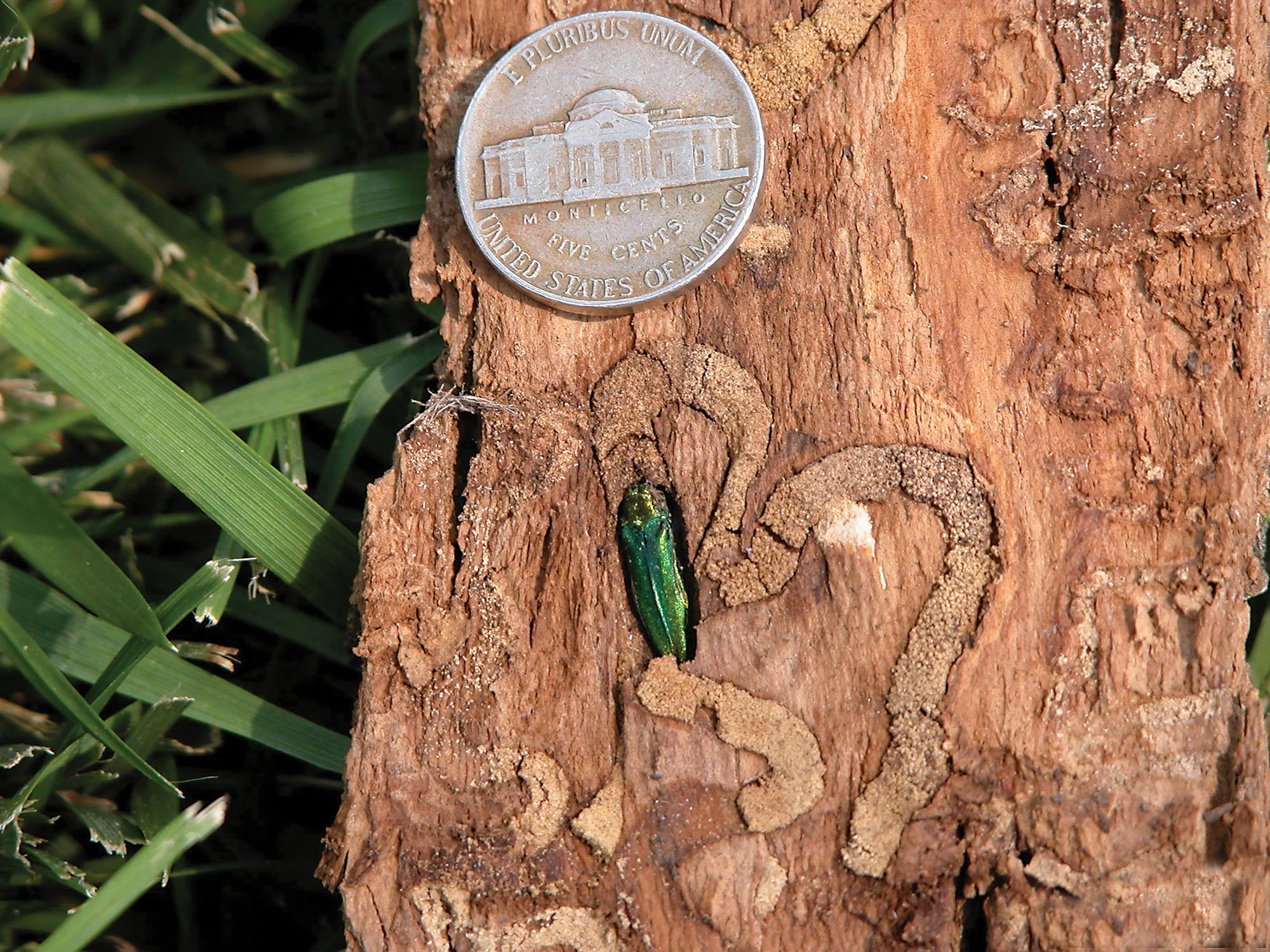 Success With Biocontrol In The Battle For Ash Trees Tree Care Industry Magazine