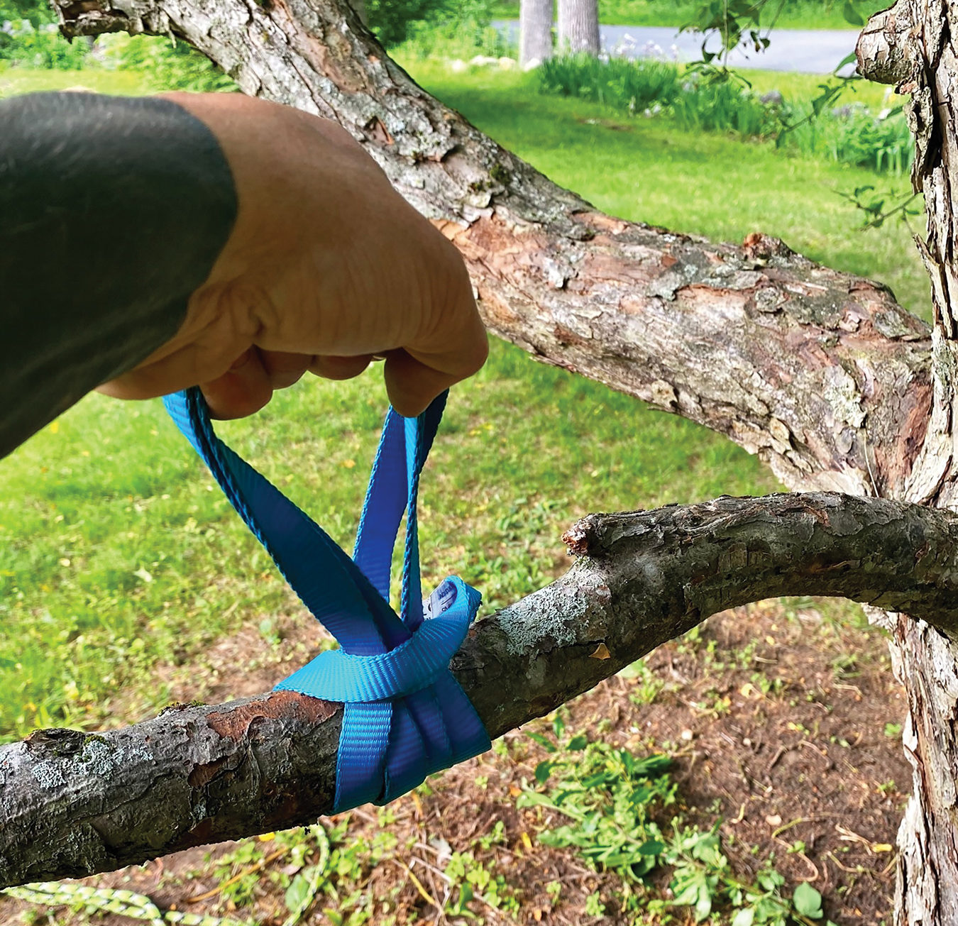 Limb Control: When Uncool Rigging Pays - Tree Care Industry Magazine