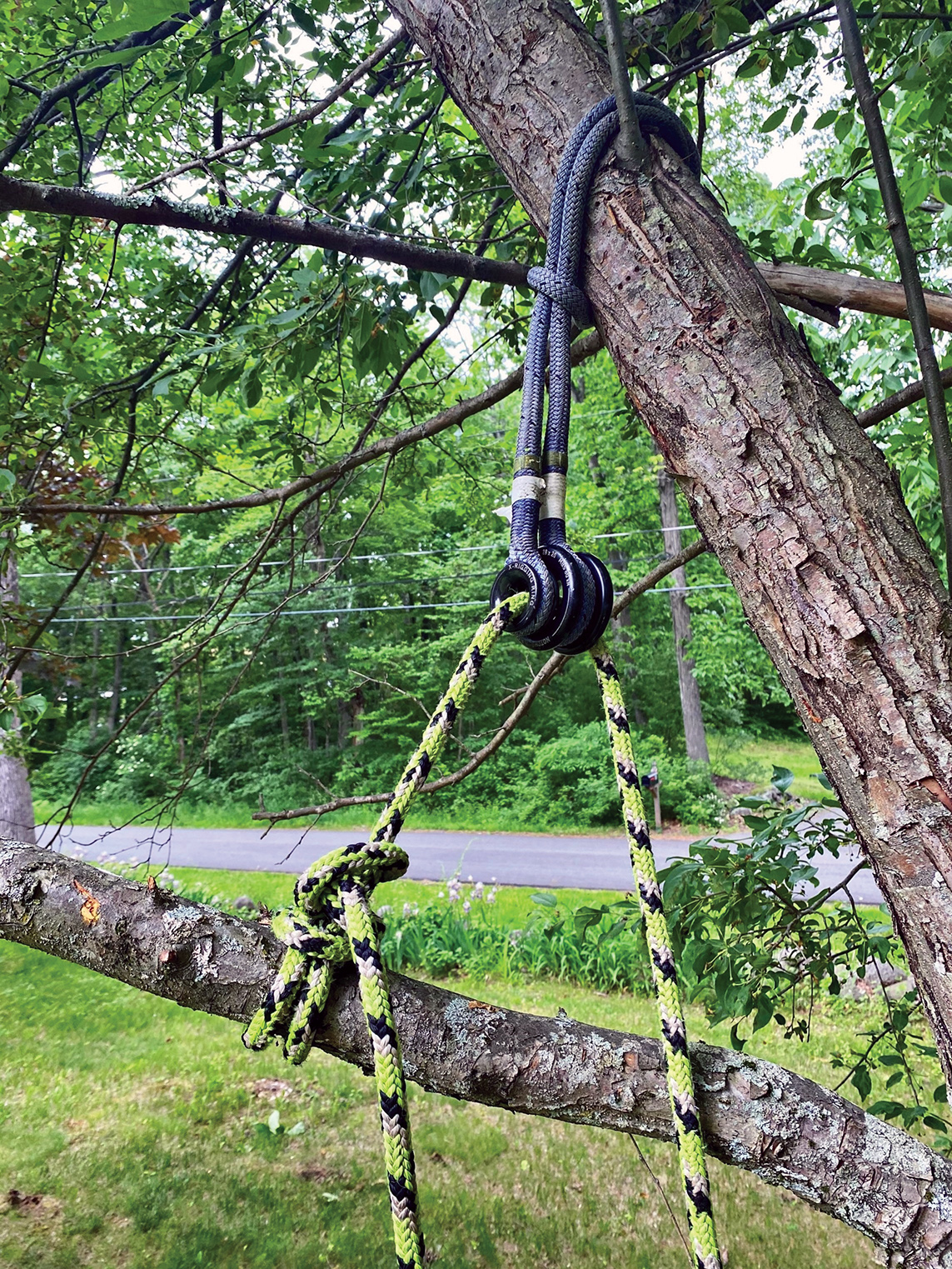 Limb Control When Uncool Rigging Pays Tree Care Industry Magazine