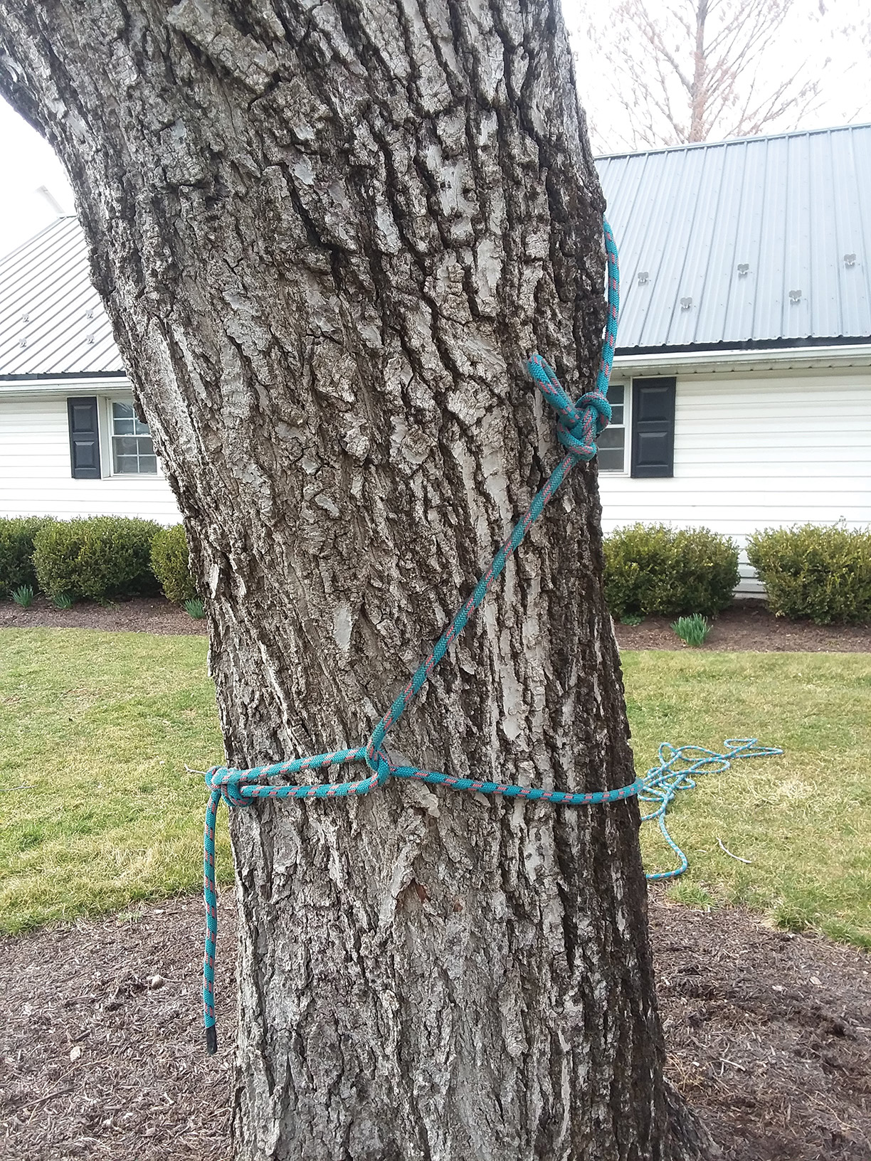Climbing SRS: How Do You Take Your Anchors? - Tree Care Industry