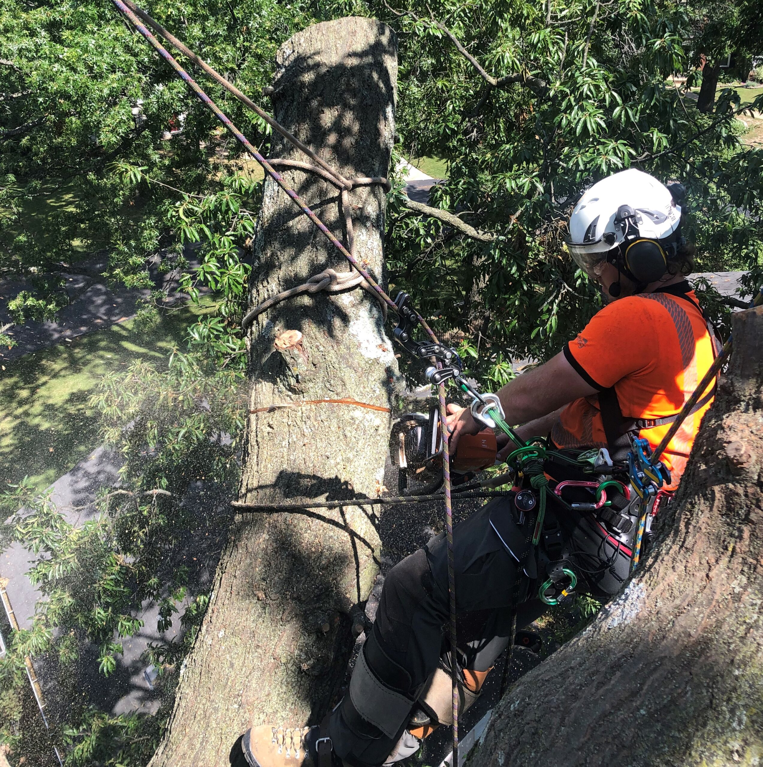 Rigging Is a Team Sport - Tree Care Industry Magazine