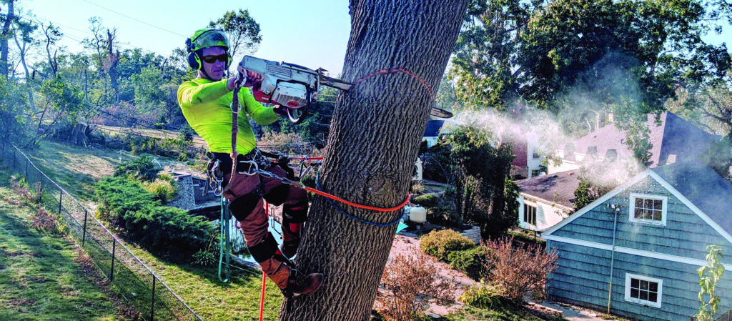 Arborist performs tree work.
