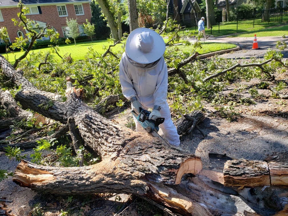 author works on bee tree that has fallen down in the street.

