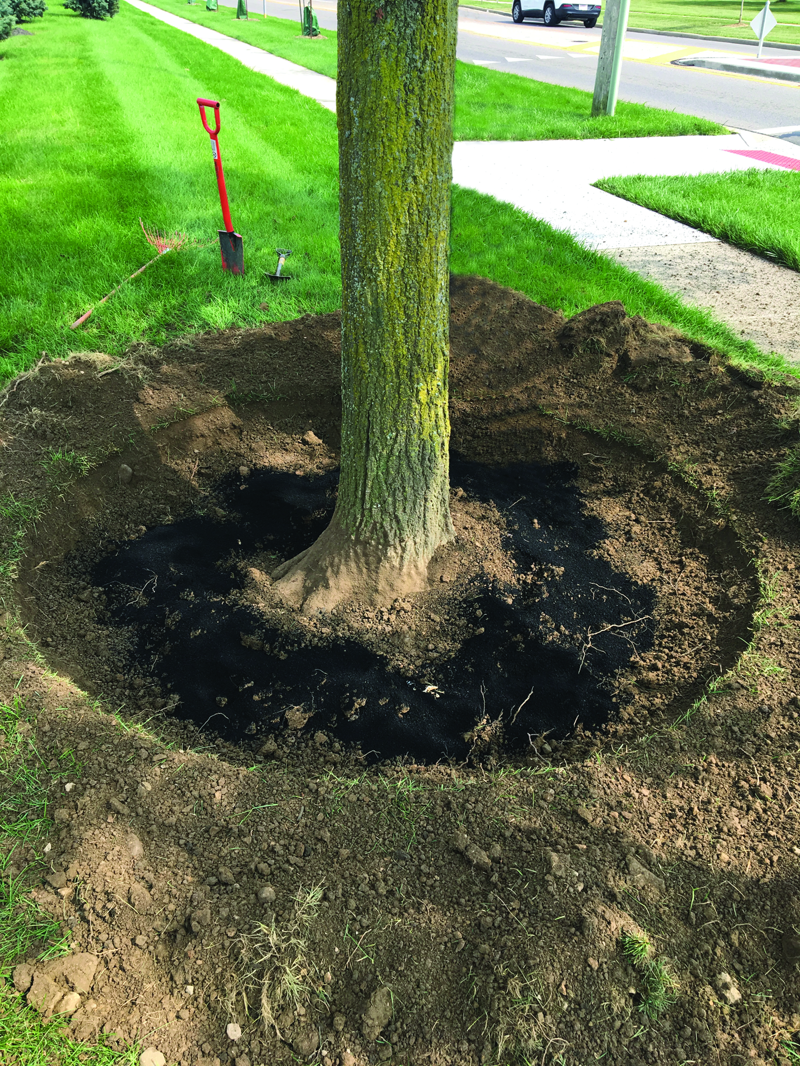 Staff at Joseph Tree Service LLC used an air excavation tool to decompact the soil around this red oak and lower the grade by 4 inches to establish proper root flare. They then added organic soil amendments. Photo courtesy of the author.