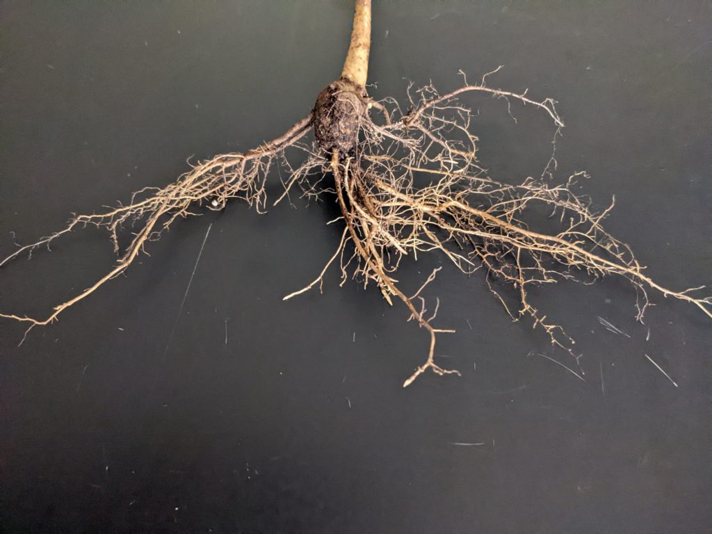 Healthy soils are key to healthy root systems that include both coarse and fine roots. Ideal soils have large pores for coarse roots to grow through and small pores for fine roots and root hairs to exploit. All photos courtesy of the author.