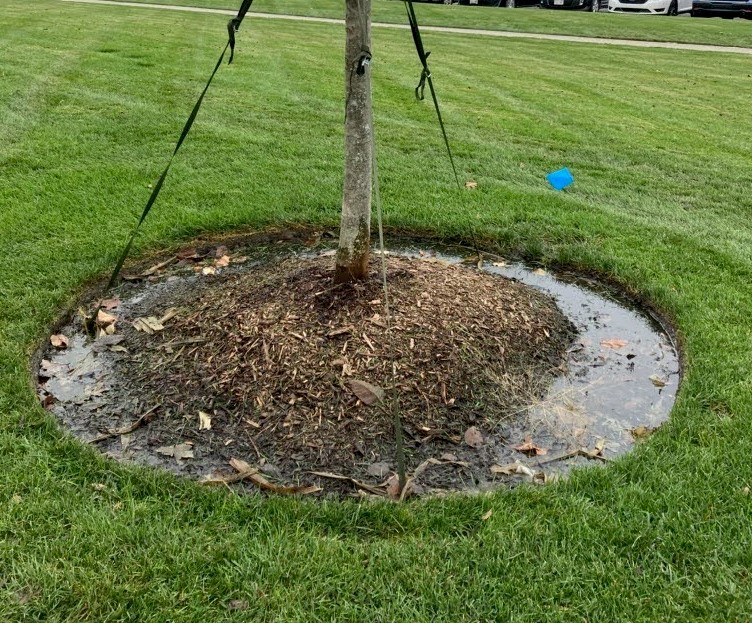 Compaction and turf irrigation combined to result in this saturated tree grave. Similar results would happen to a replacement tree unless these issues were addressed.