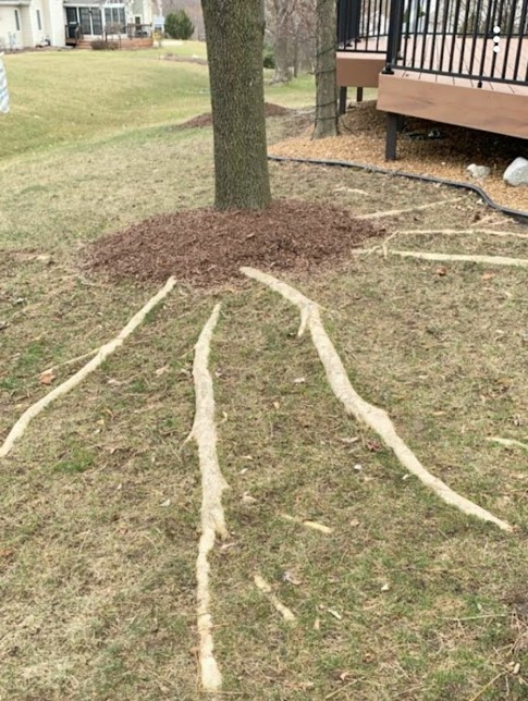  Large surface roots often indicate high levels of soil compaction and/or saturated soils.