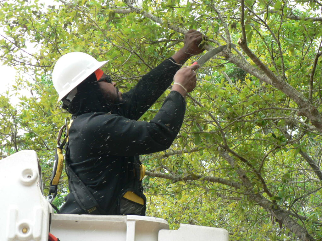 Arborist performing hand sawing on tree while meeting all safety requirements.