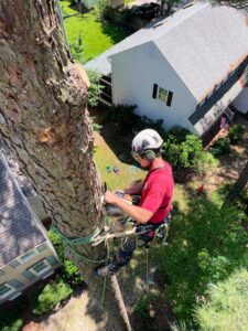 Adam Baggett climber apprentice in tree