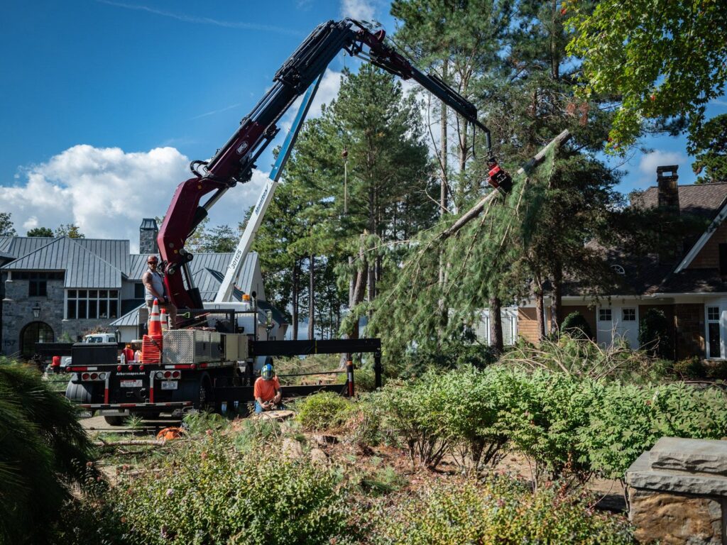 Tree crew working to clear trees with a large crane