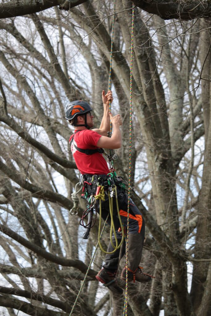 Man in red shirt with ropes and climbing harness in a tree.