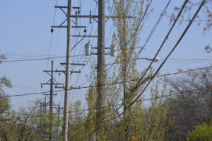trees in utility lines