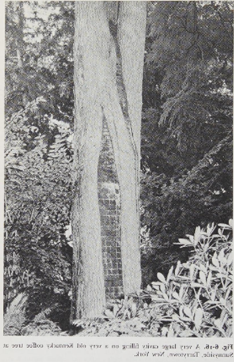 old photo of a tree repair