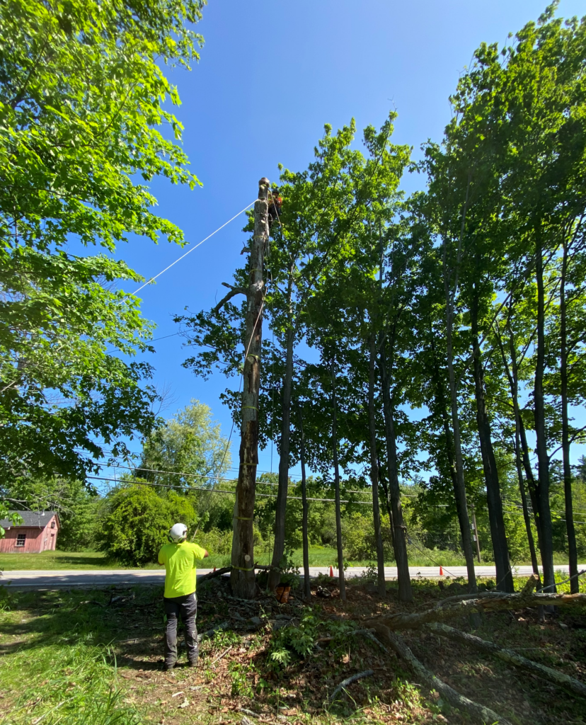 Back of a man in a green shirt with a white helmet pulling on a rope from the top of a dead tree