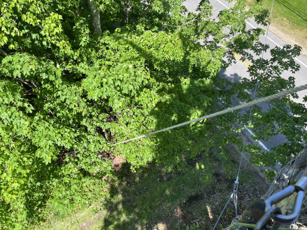 looking down from in a tree with ropes