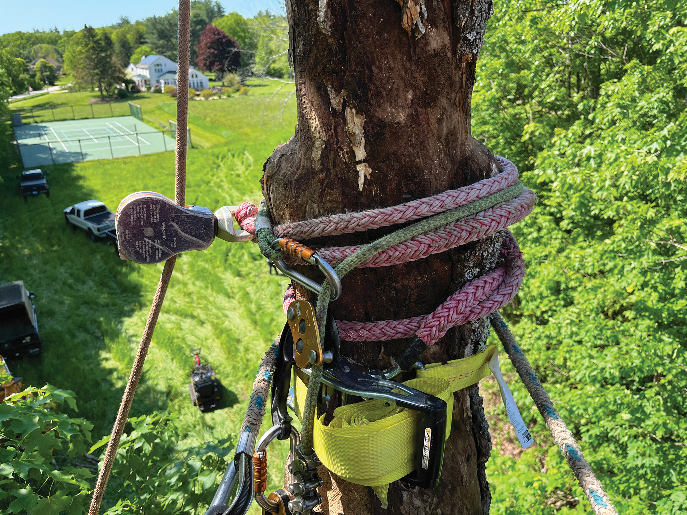 Tree Climbing Spikes: Dos, Don'ts & The Dangers of Using Them