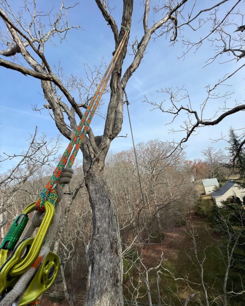 A dead tree with green metal hardware and orange and green rope.