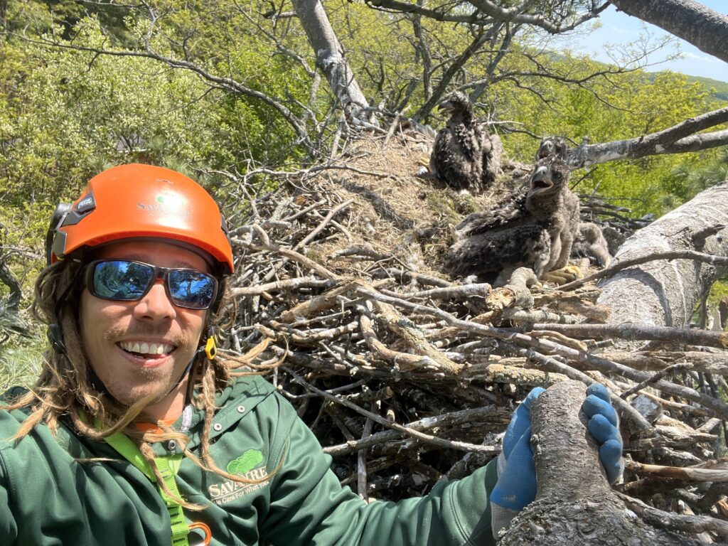 Man high in a tree wearing an orange helmet standing next to a nest with three baby eagles