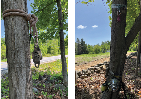 side by side photos of two tree trunks with pulleys