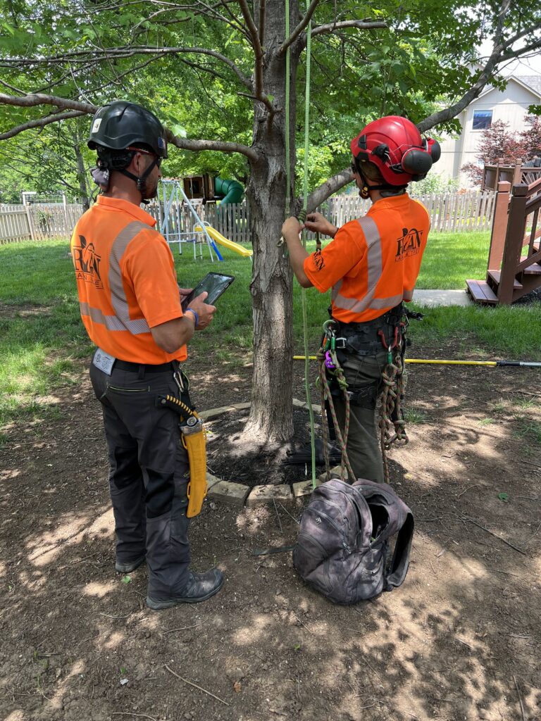 The backs of two men in orange shirts wearing helmets and working on a green rope in a tree.