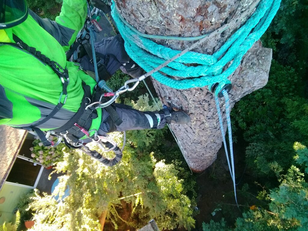 Aerial view of a climber in a green shirt and blue rope around a tree trunk