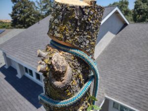 Close up of tree trunk with notch cut out and blue rope holding it above a house roof