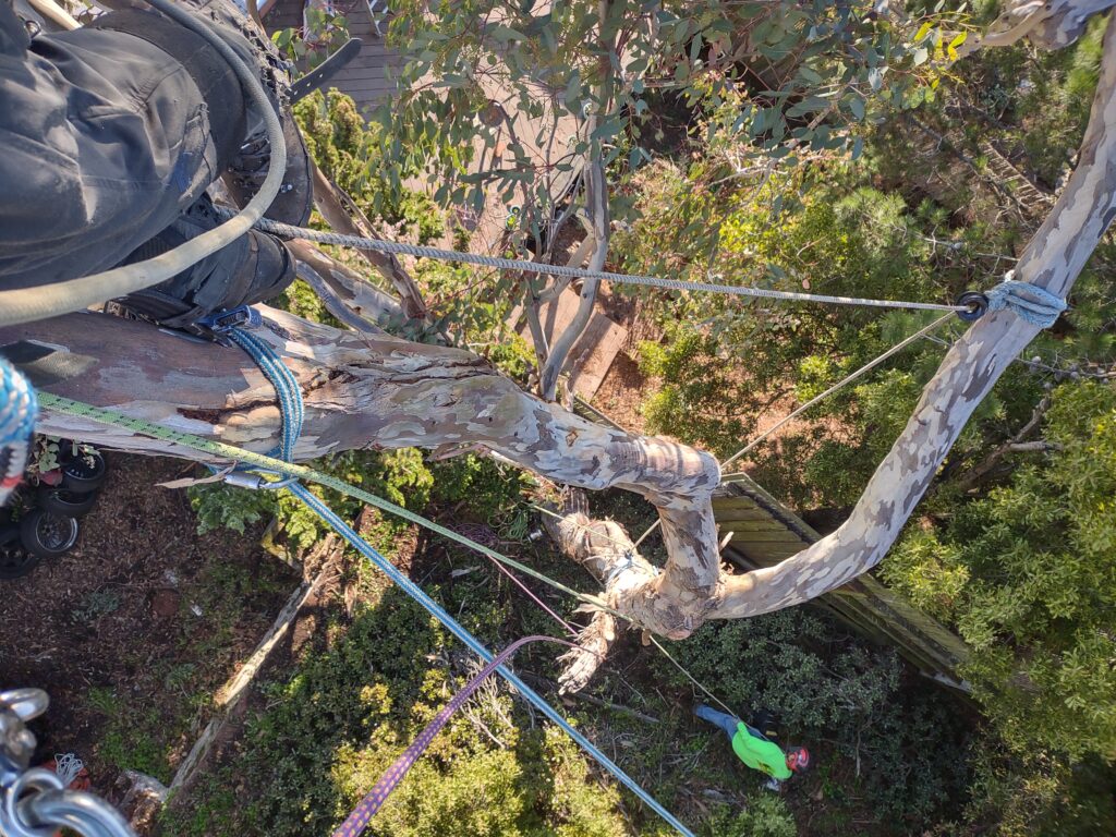 Aerial view of a dead tree with a worker in a green shirt below and ropes in the tree.