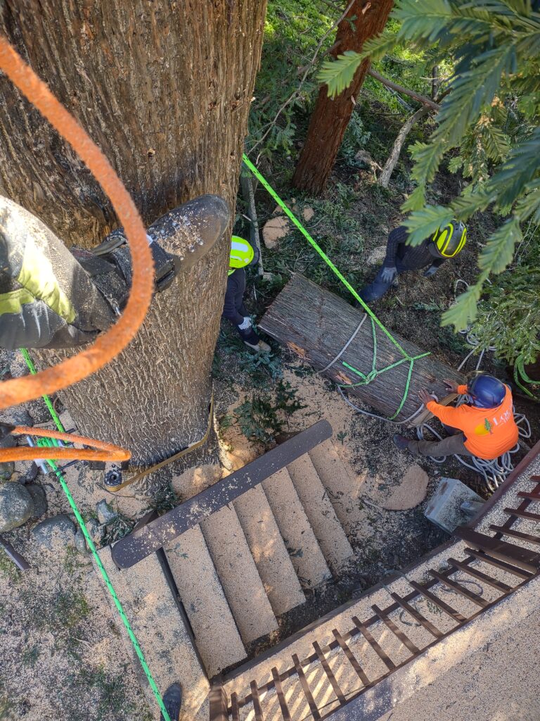 Looking down from up in a tree worker in orange shirt and black helmet tying green rope around cut tree trunk