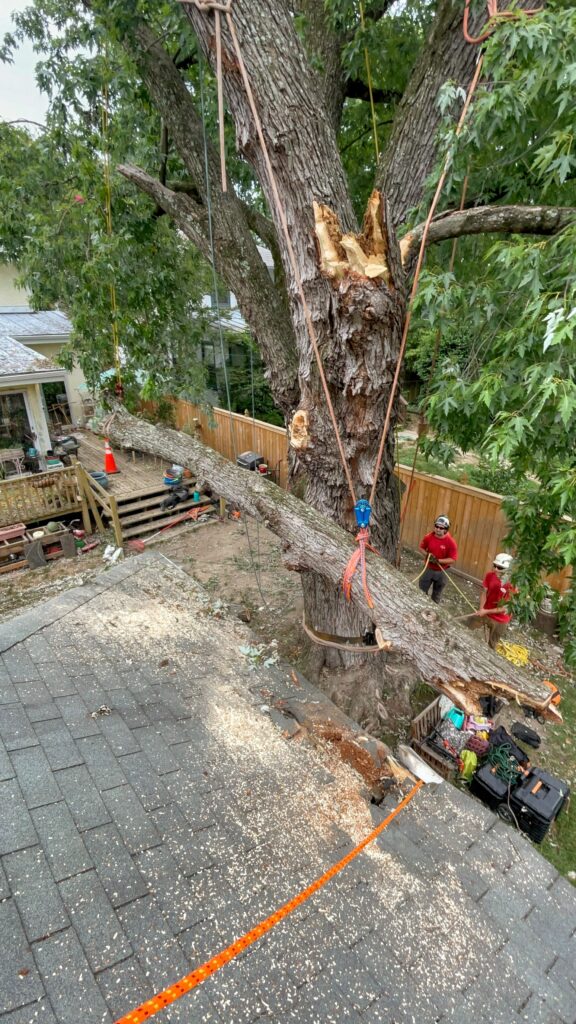 Looking down from a roof at workers in red shirts and ropes on a broken tree branch.