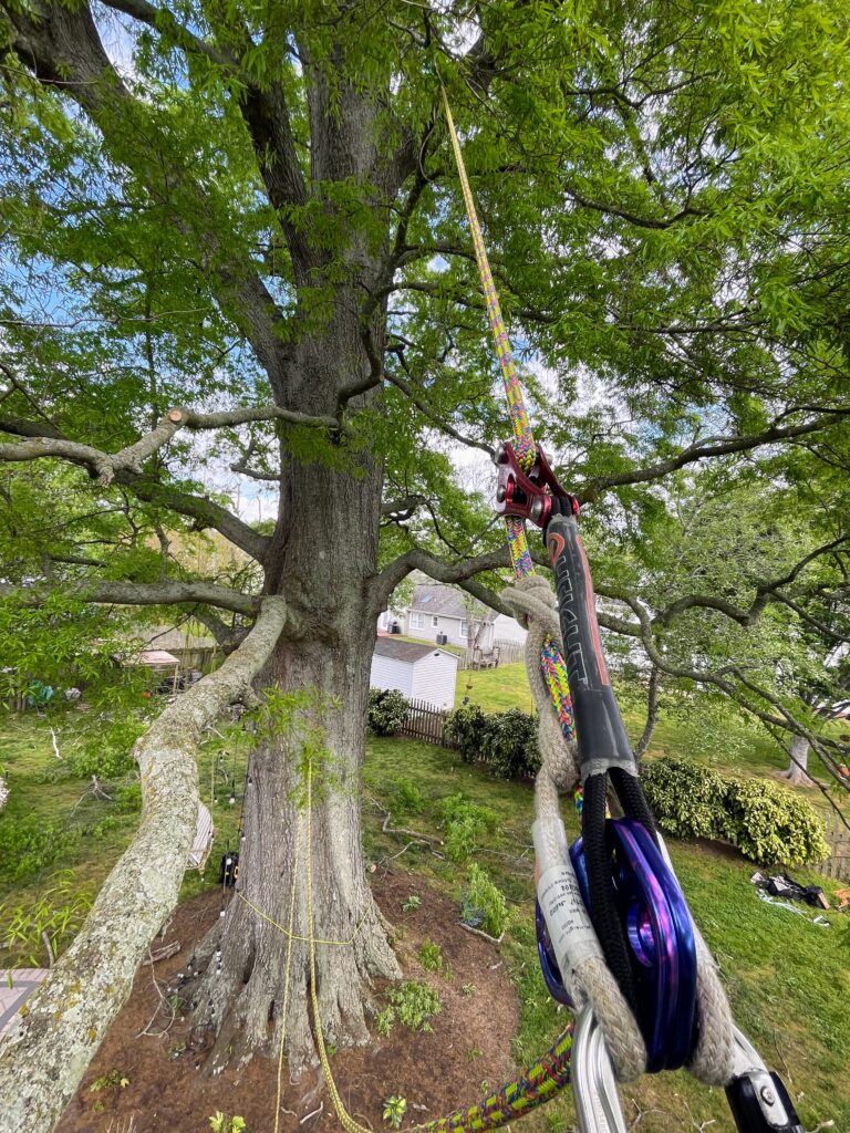 Close up of purple pulley and green rope anchored into a tree with a house in the background.