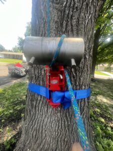 Tree trunk with silver and red metal equipment and blue rope
