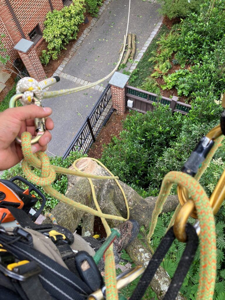 worker's hand in a tree holding a yellow rope looking down at the ground