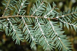 Dense clusters of hemlock woolly adelgid sap nutrients from branches